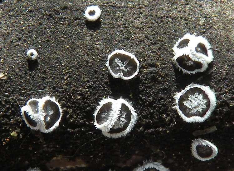 Forse � un ascomicete...(cfr. Lachnella sp.)